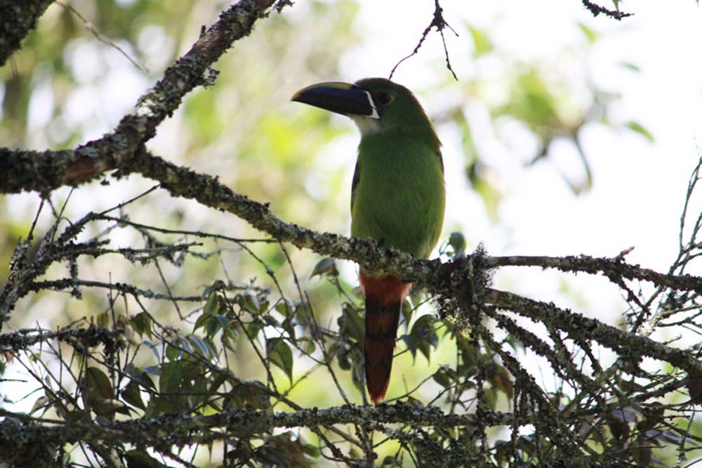 Avistamiento de pajaros en envigado